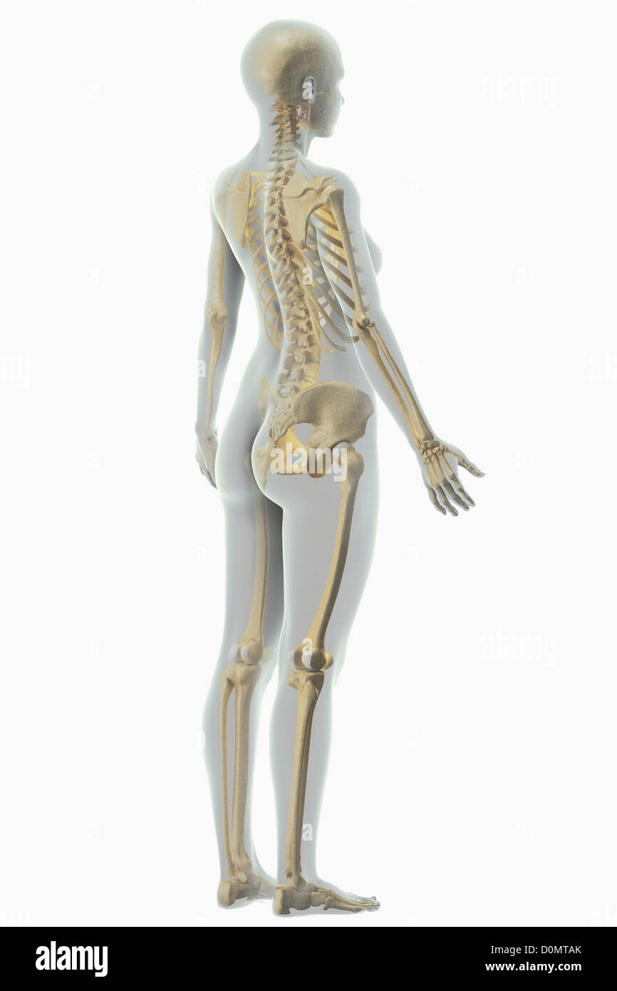 A stylized female figure with a wire frame appearance with the bones of the skeletal system visible. Stock Photo