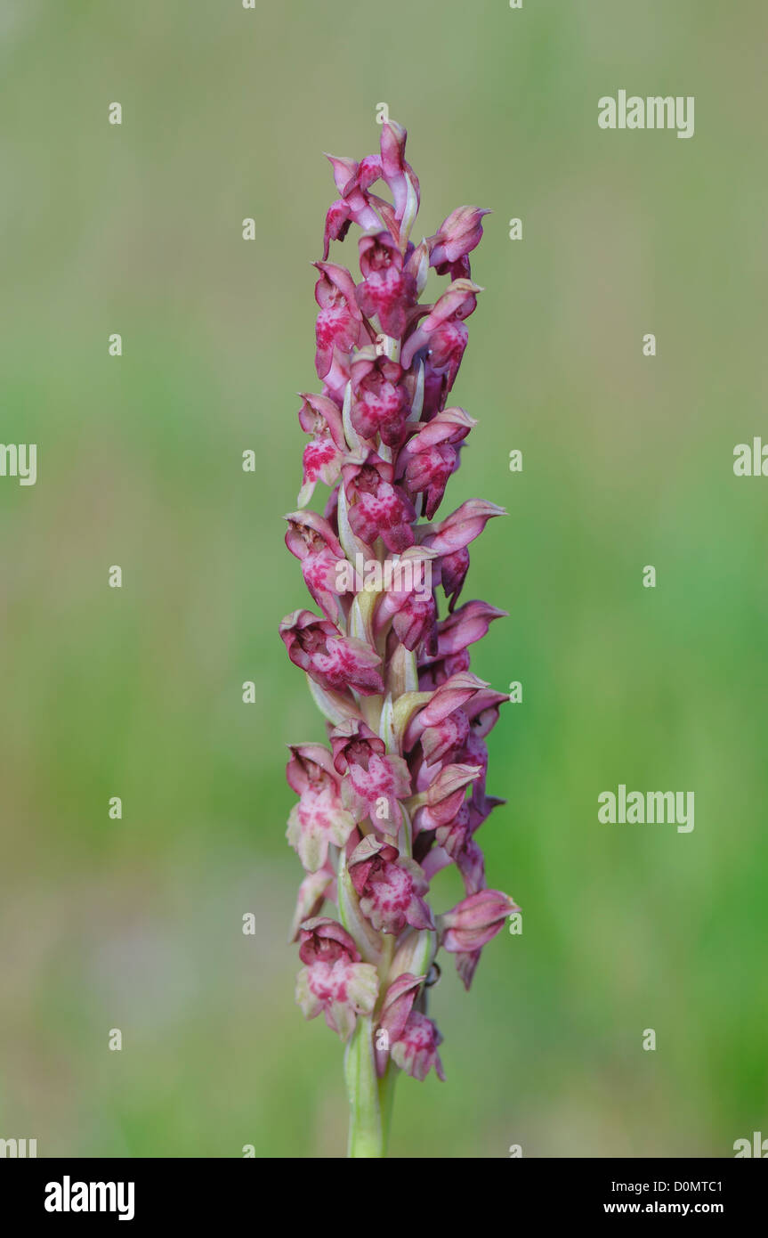 Wanzen Knabenkraut, Orchis coriophora, Bug Orchid or Fragrant Orchid Stock Photo