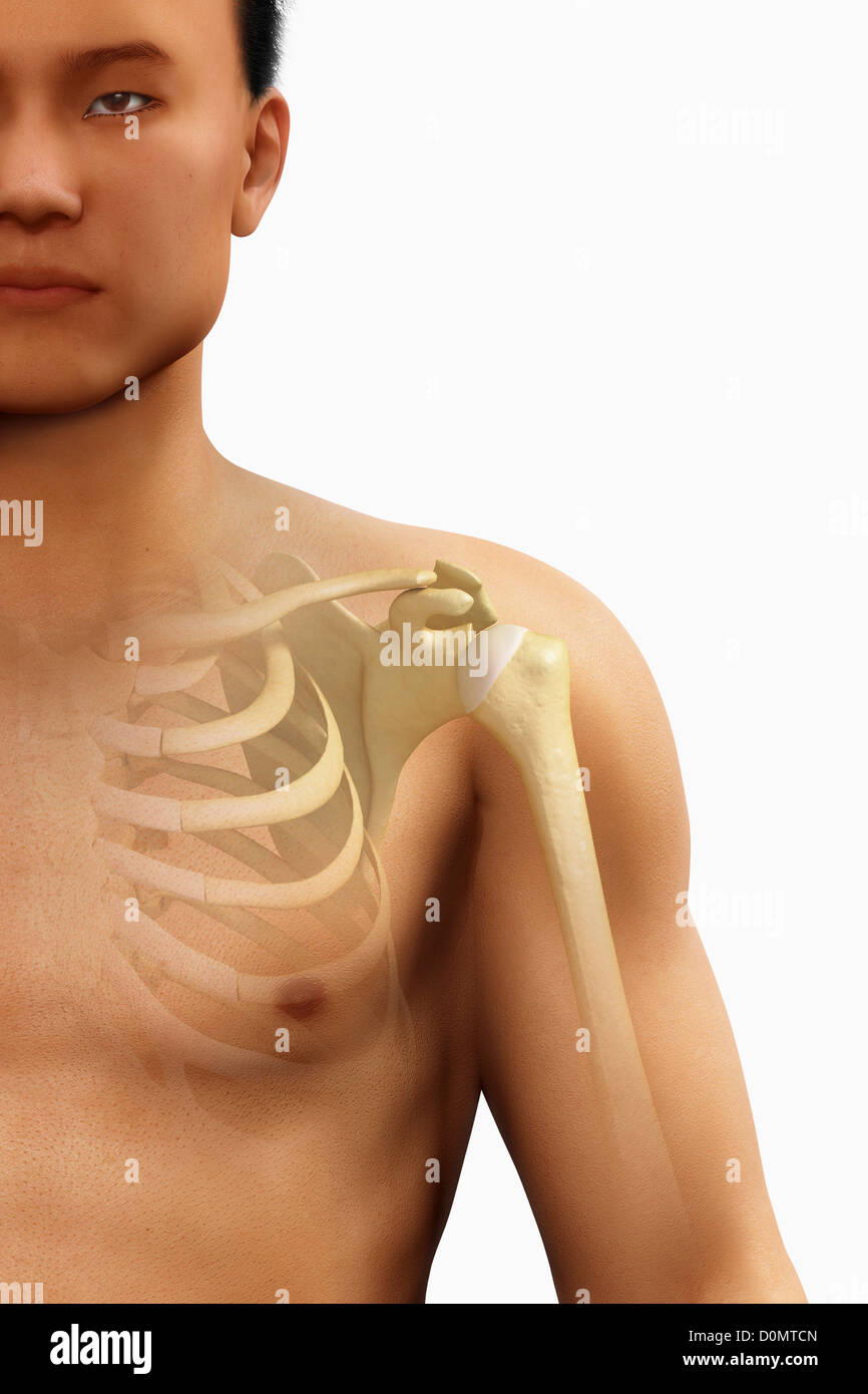 Anatomical model showing the glenohumeral joint. Stock Photo