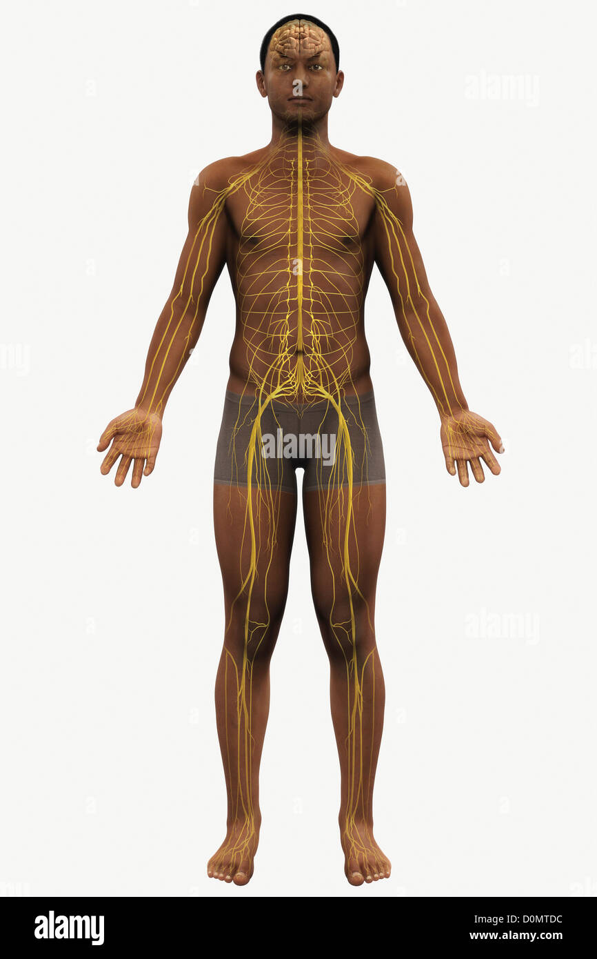 Full body view of a male figure of African ethnicity with the nervous  system visible Stock Photo - Alamy