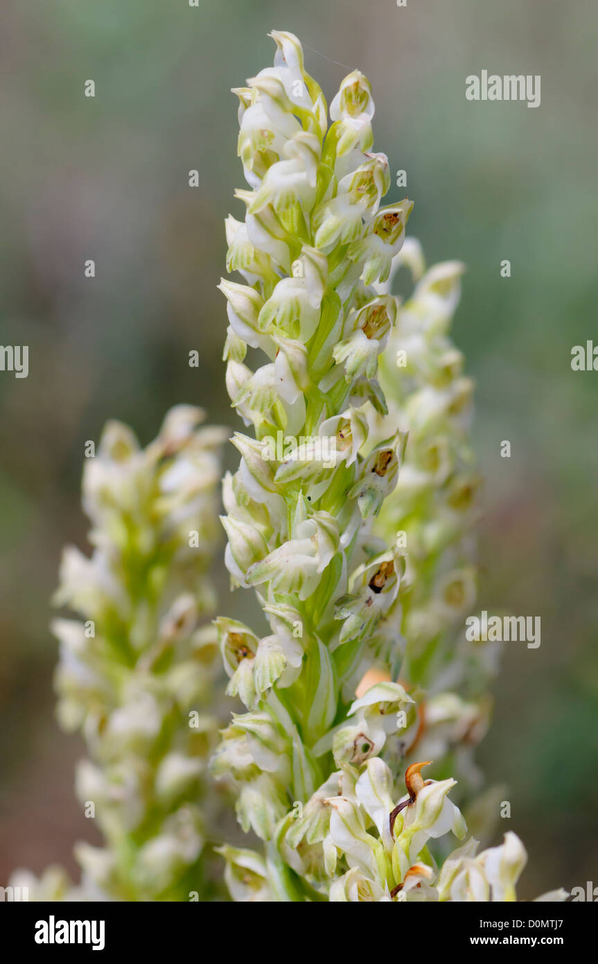 Weisses Wanzen Knabenkraut, Orchis coriophora, Bug Orchid or Fragrant Orchid Stock Photo