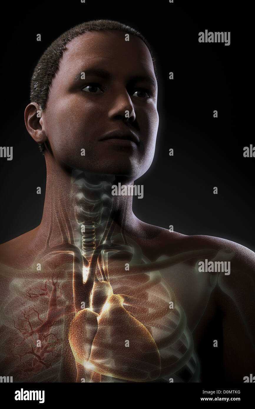 Anatomy Of Upper Body Organs