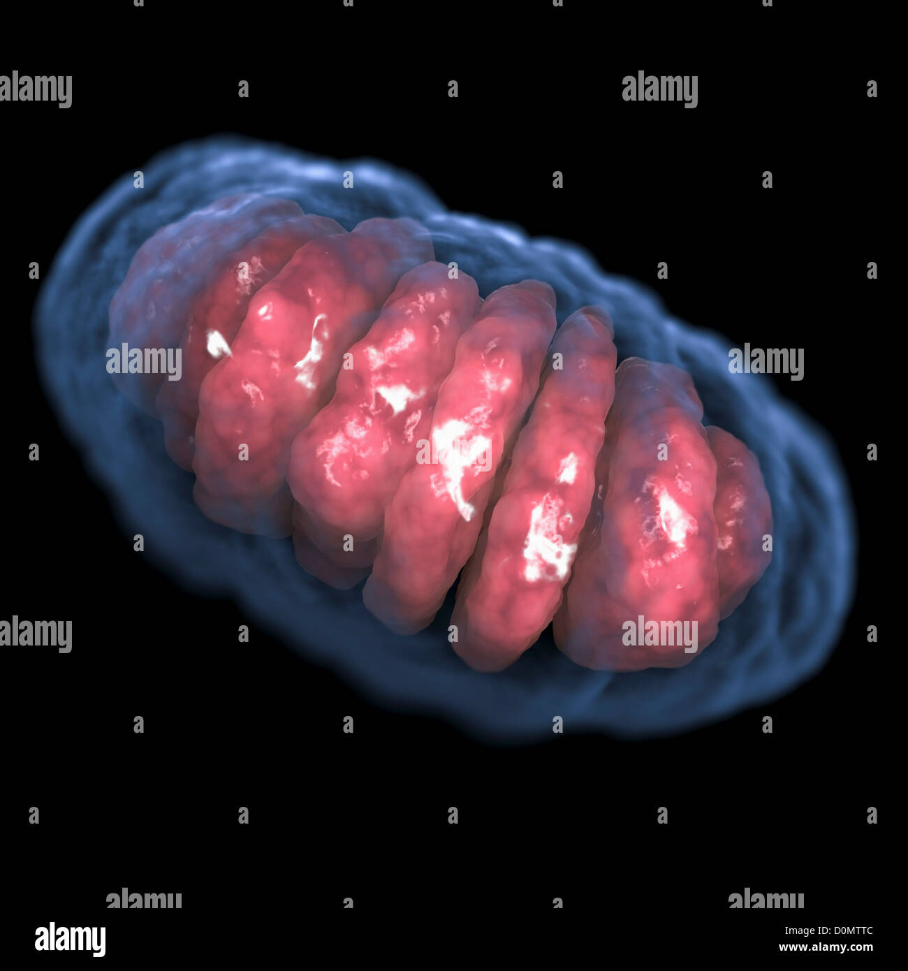 Interior view of a cell showing a mitochondrion. Stock Photo