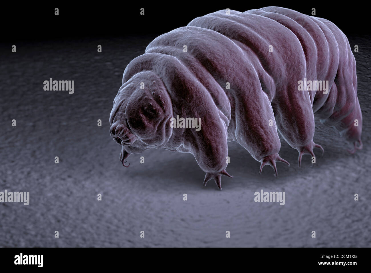 Water Bear (Tardigardes) crawling over a surface. Stock Photo