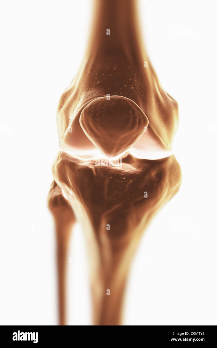 Internal femoral condyle hi-res stock photography and images - Alamy