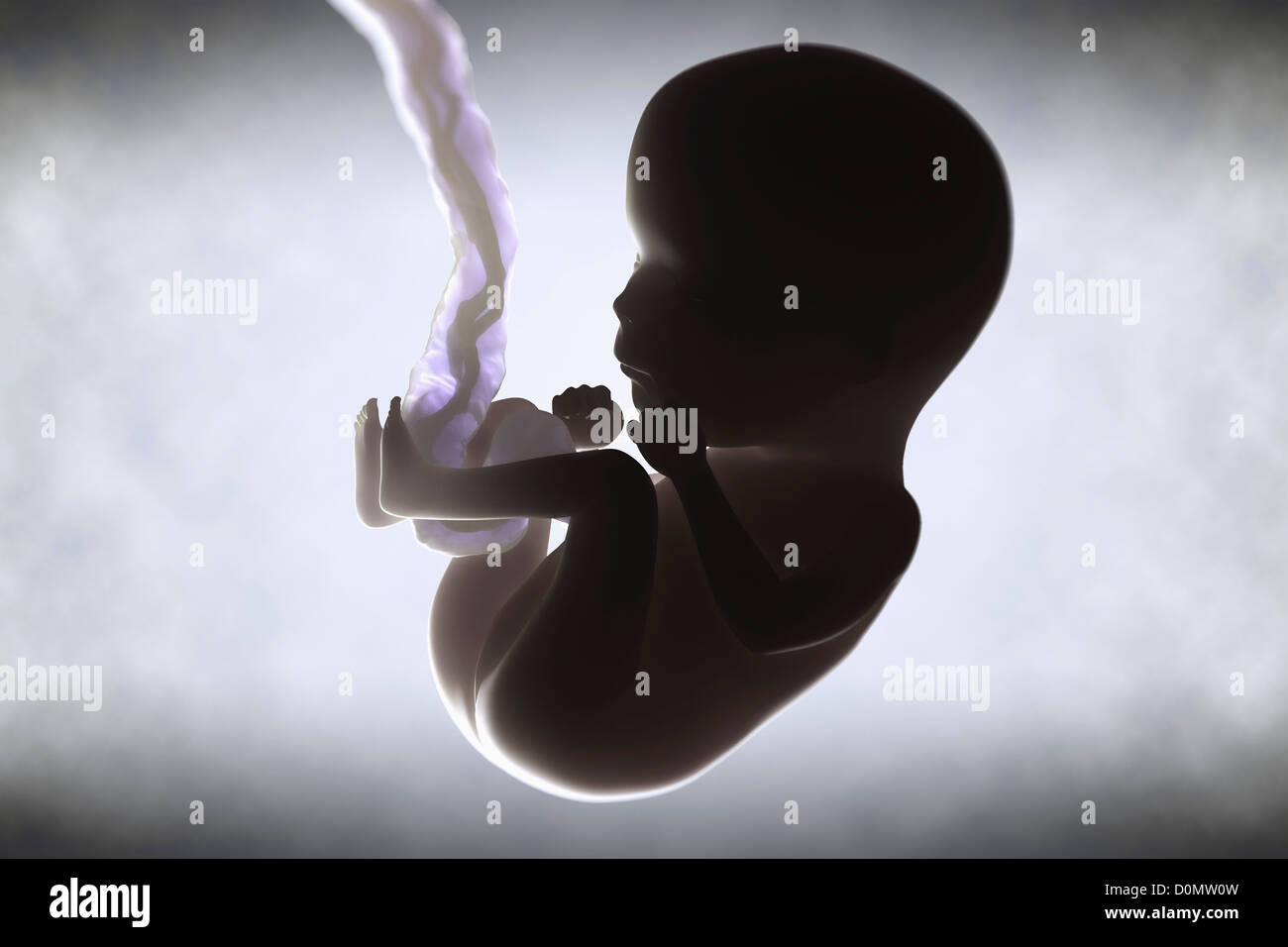Digital Illustration of a fetus (Week 15) growing inside the uterus. Stock Photo