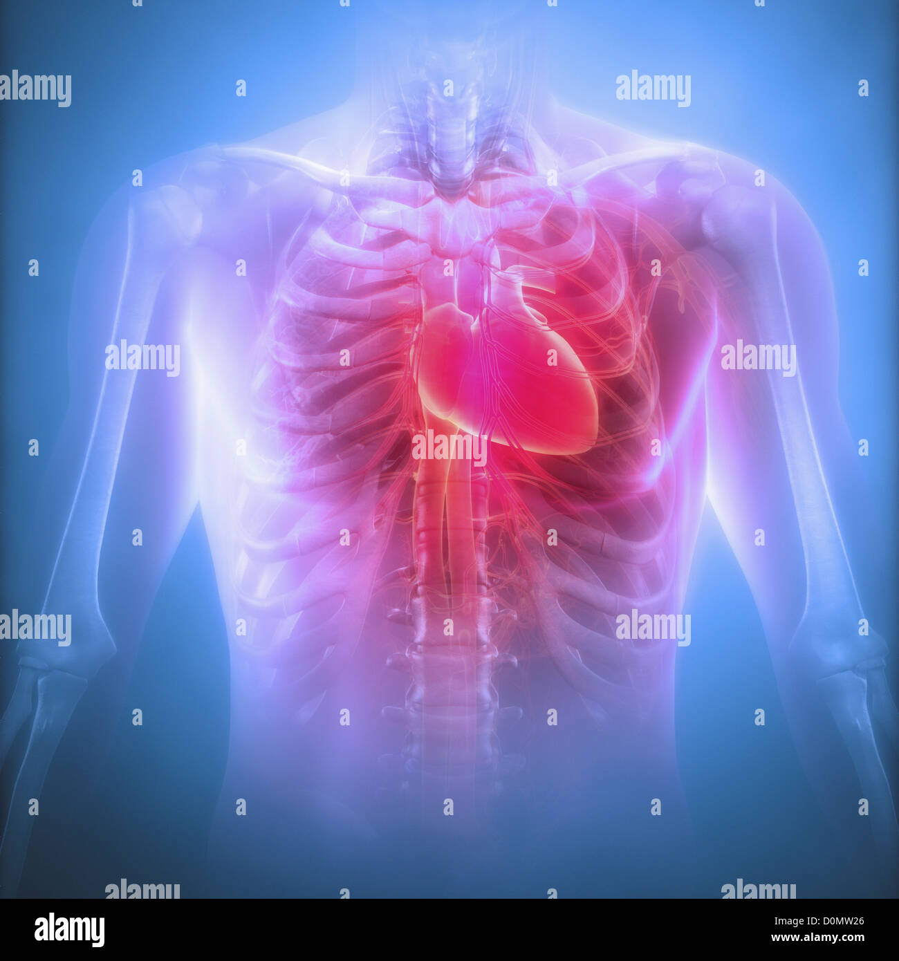 Anatomical model showing the human heart located in the rib cage. Stock Photo