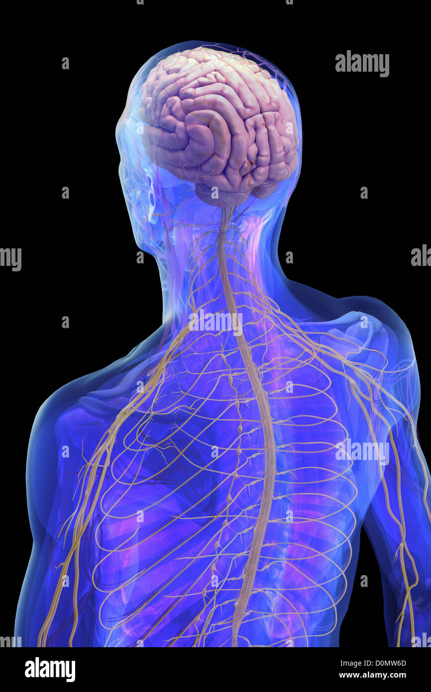 Human Nervous System Brain Model Human Nervous System Brain Model
