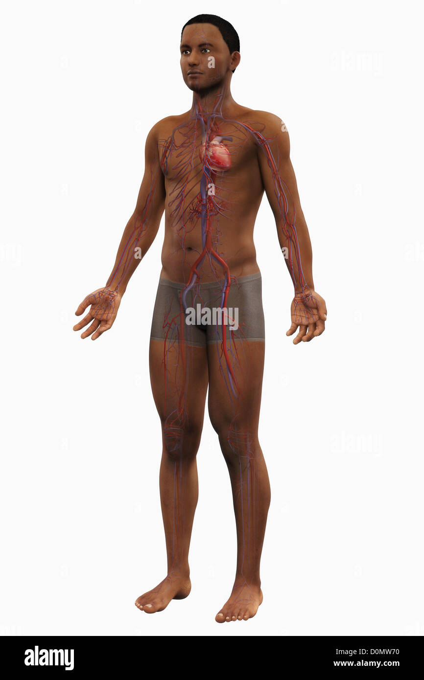 Full view of a male figure of African ethnicity with the cardiovascular system visible. Stock Photo