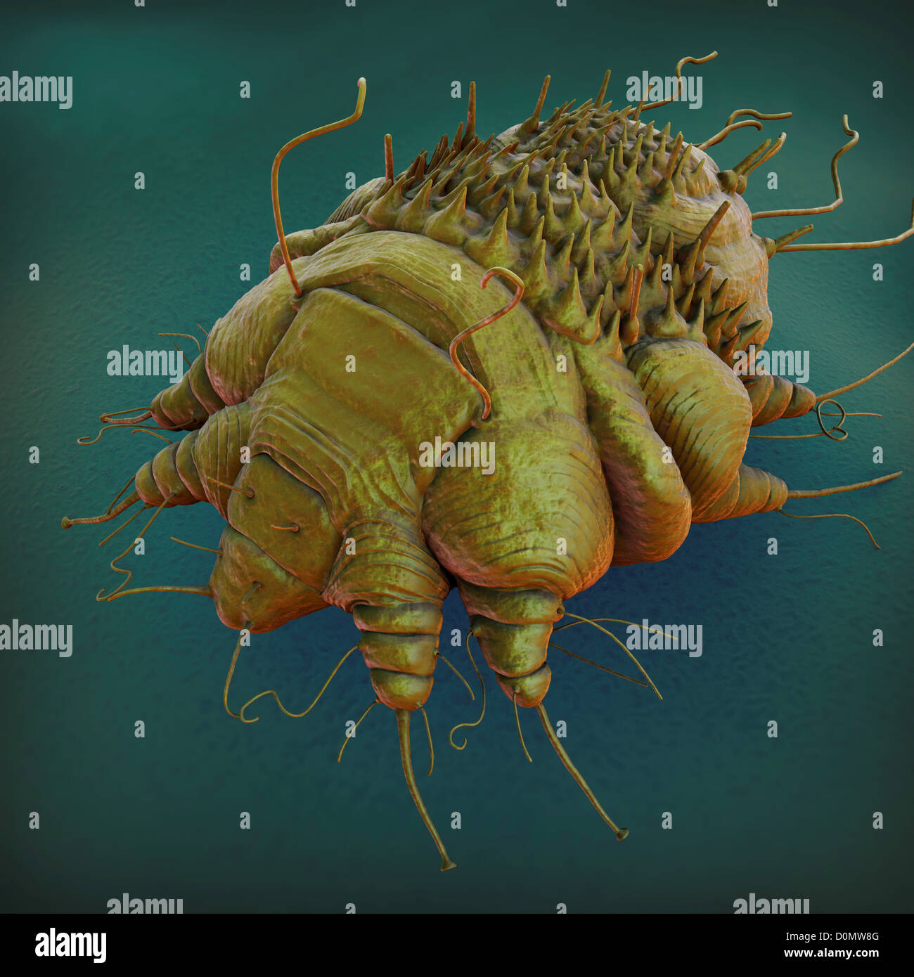 A close up view of the cause of scabies - the mite Sarcoptes scabiei. Stock Photo
