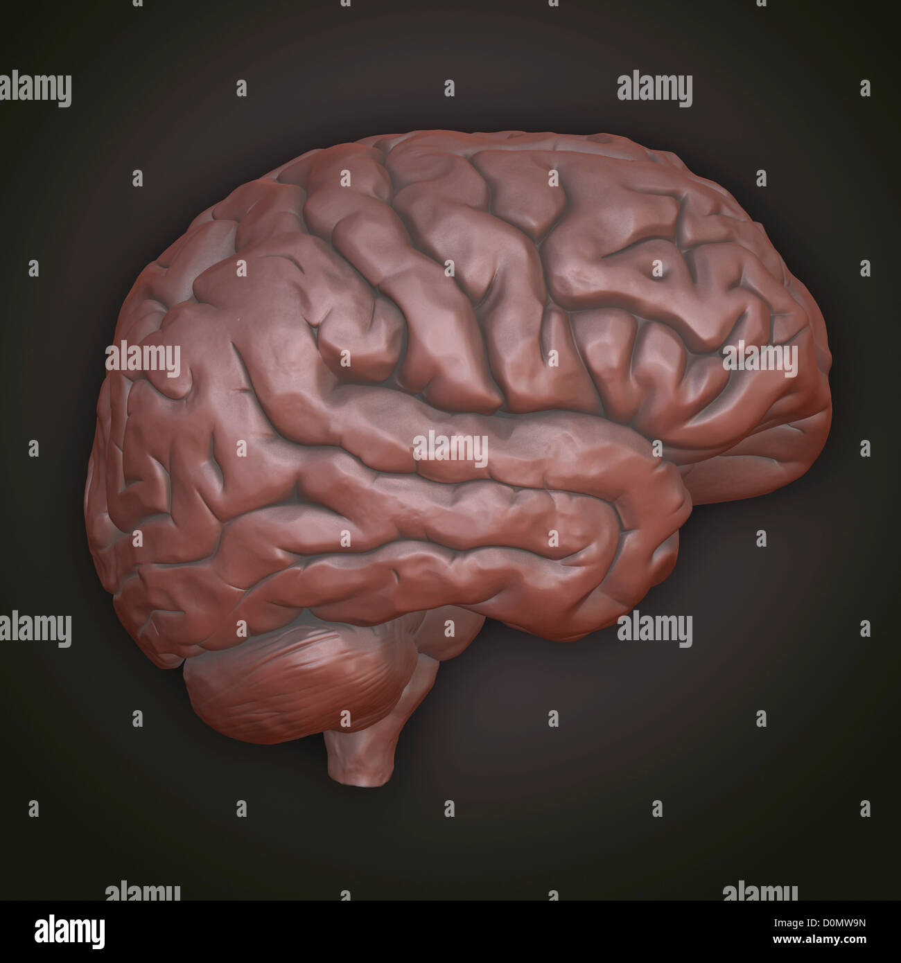 Clay model showing the anatomical structure of a brain Stock Photo - Alamy