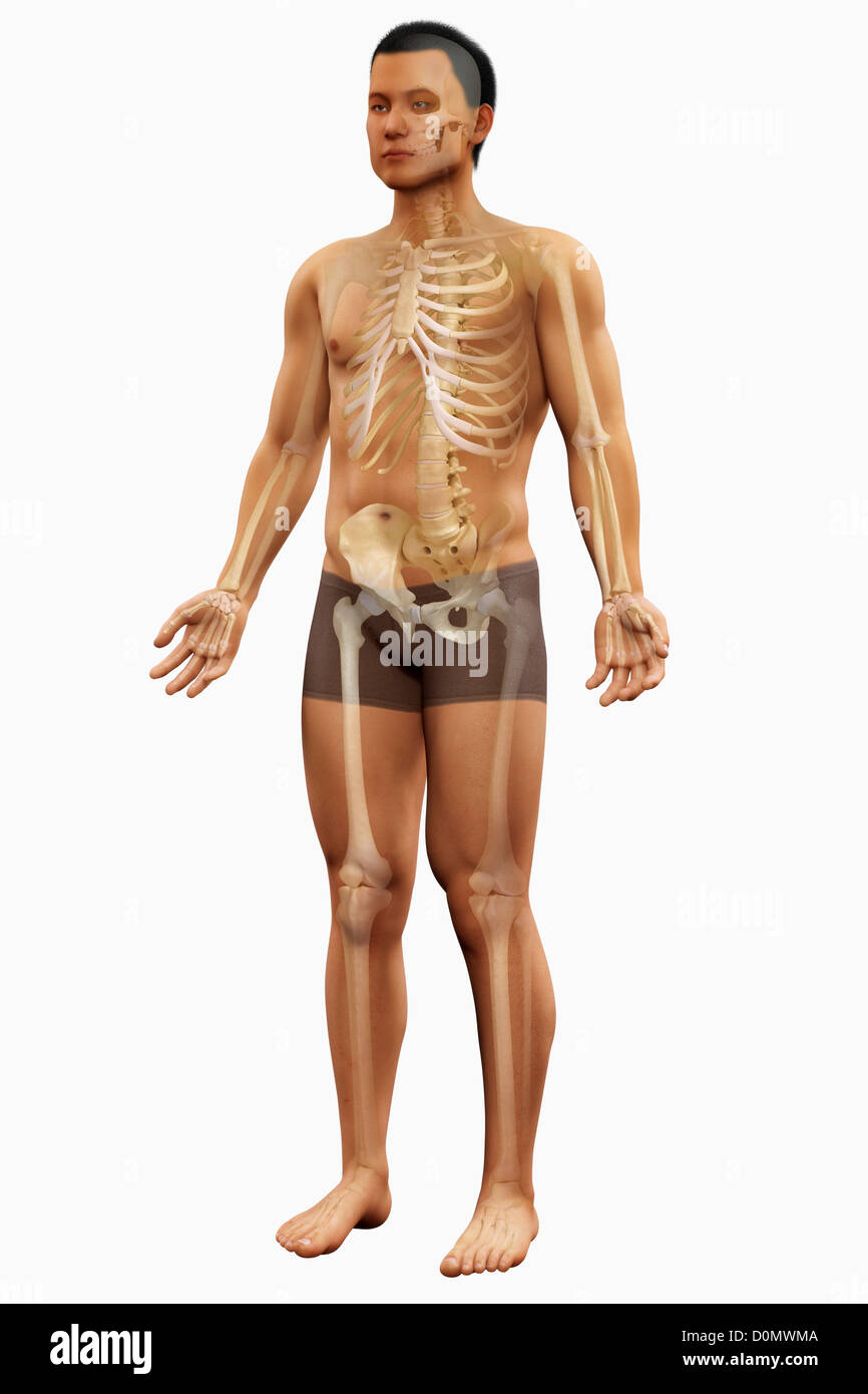 Anatomical model showing the bones which form the human skeletal structure. Stock Photo