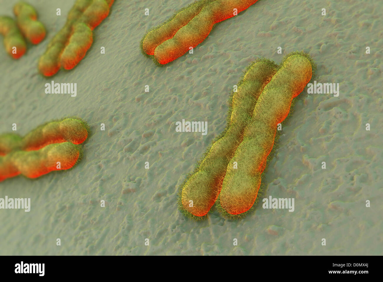 Human chromosomes hi-res stock photography and images - Alamy