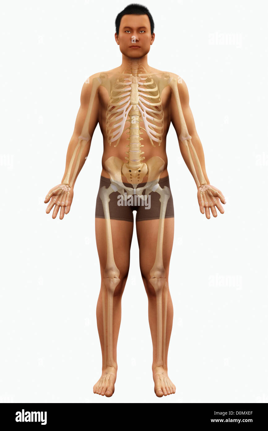 Anatomical model showing the skeletal system. Stock Photo