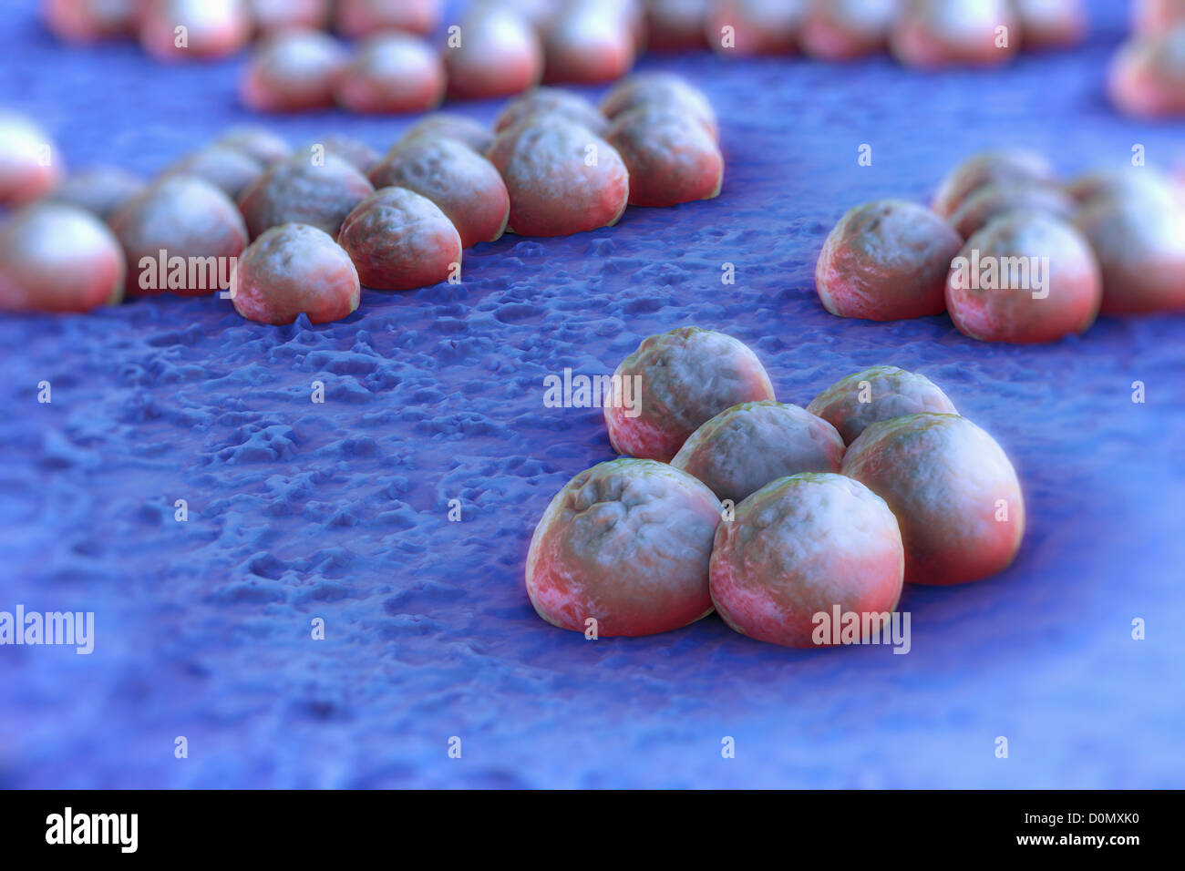 Clusters of 'superbug' (MRSA) bacteria Stock Photo - Alamy