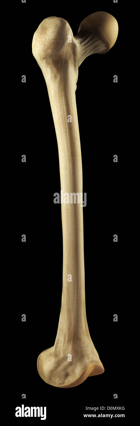 Human femur bone hi-res stock photography and images - Alamy