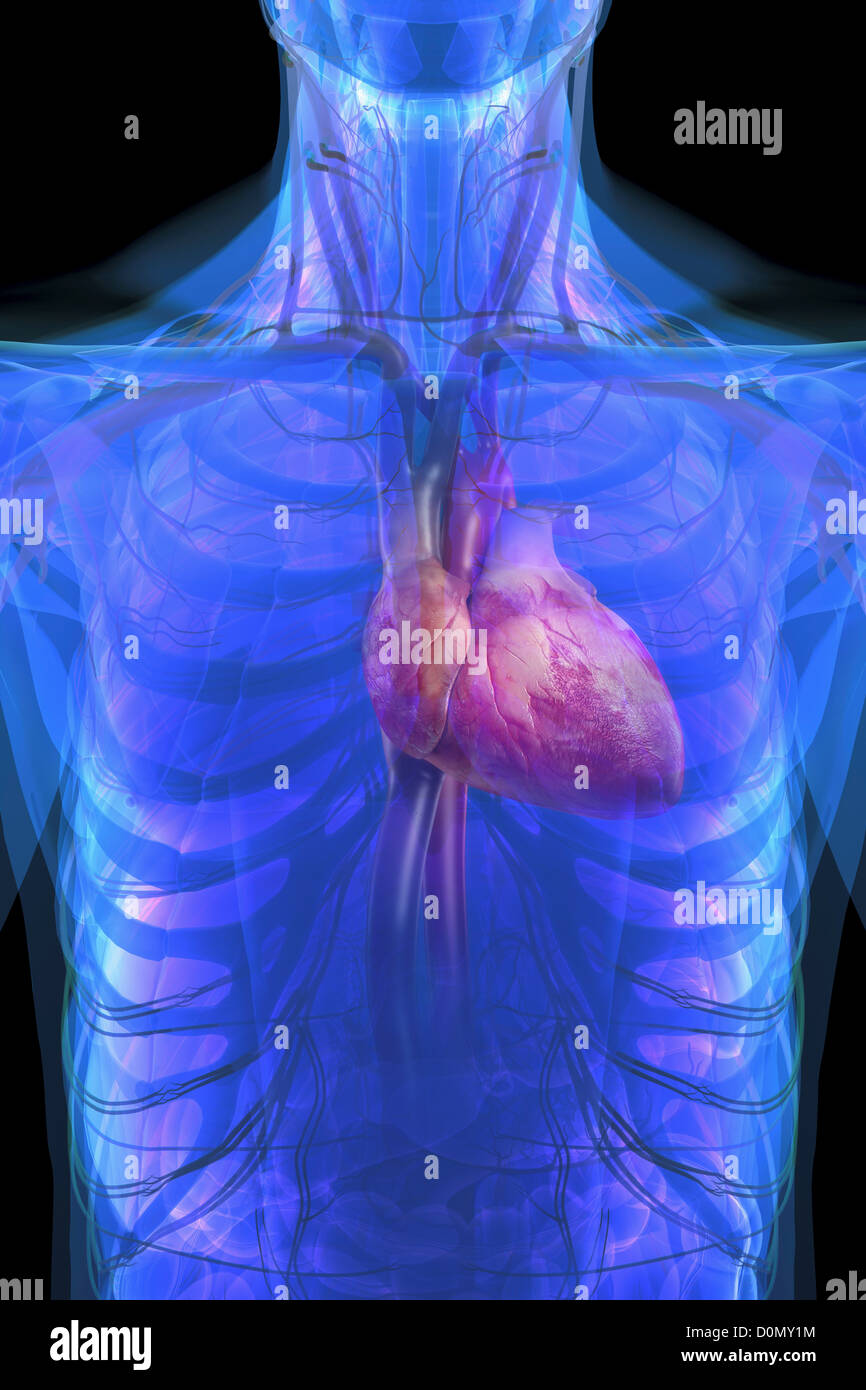 Anatomical model showing human heart positioned within the rib cage. Stock Photo