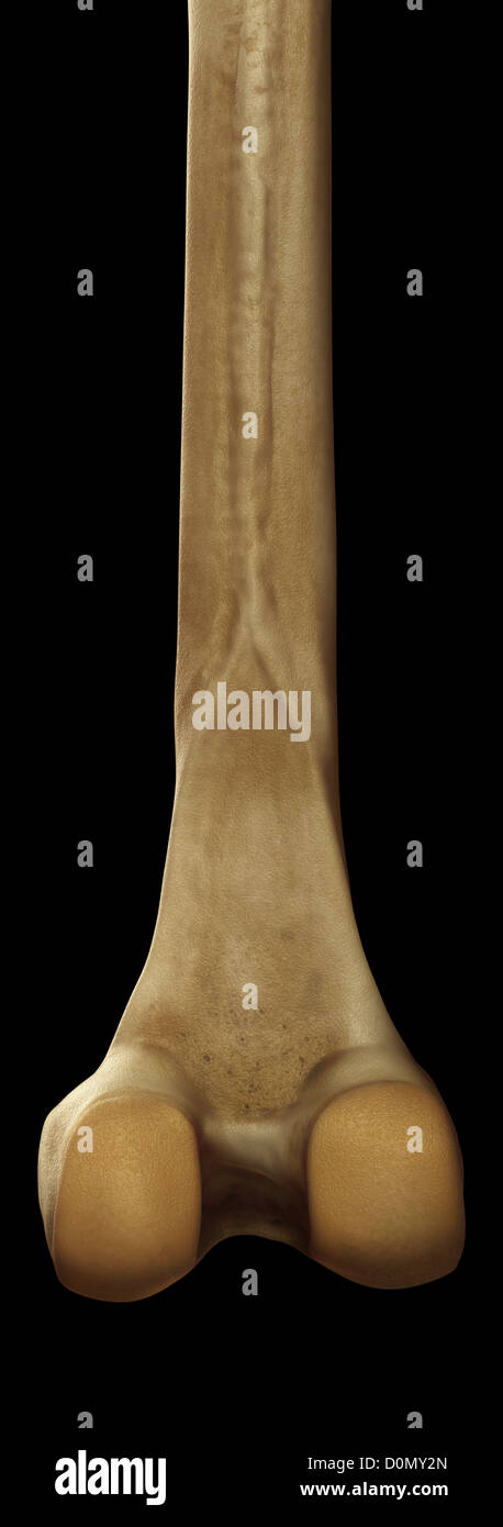 Model showing the lower part of the femur bone. Stock Photo