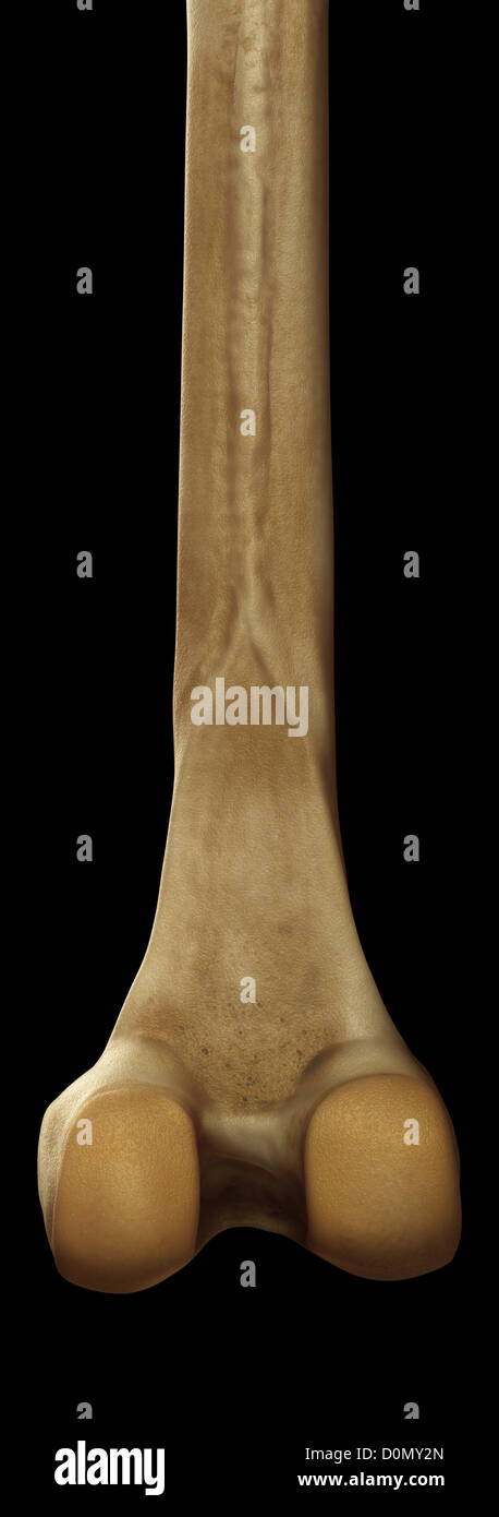 Medial condyle of the femur hi-res stock photography and images - Alamy