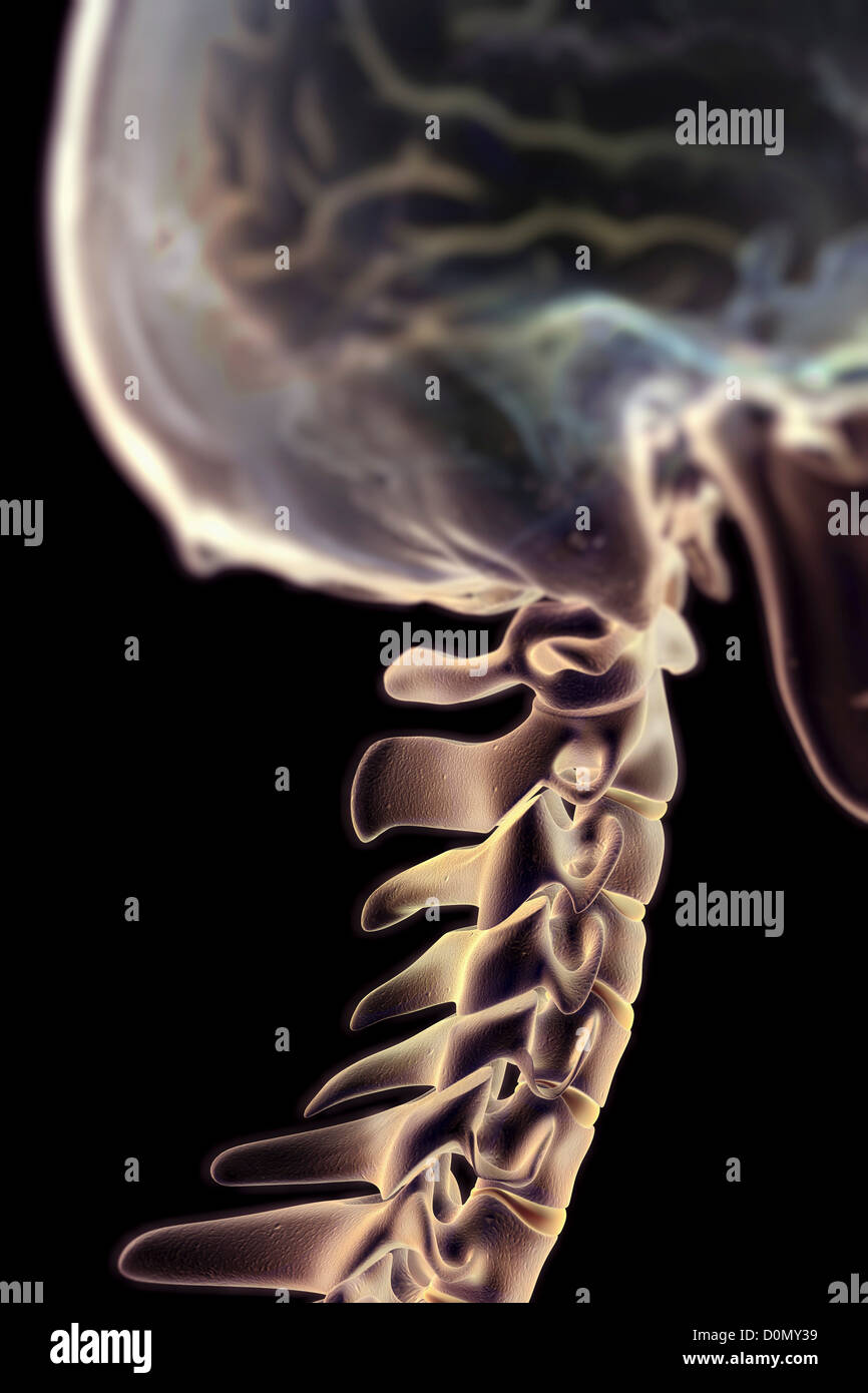 Side view of the cervical spine and skull. The brain is partially visible within the cranium. Stock Photo