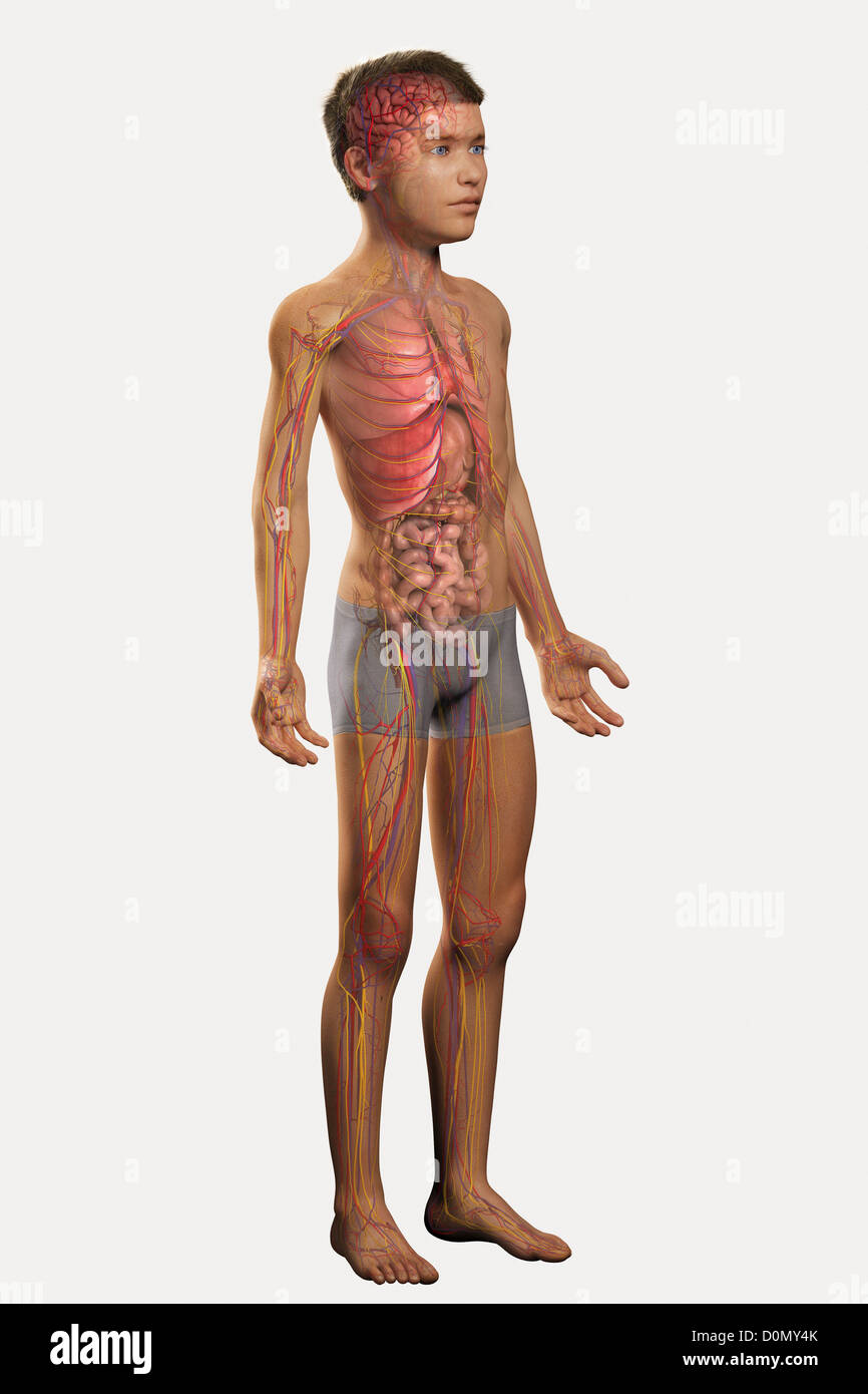 Digital illustration of a pre-adolescent male child with the internal anatomy visible. Stock Photo
