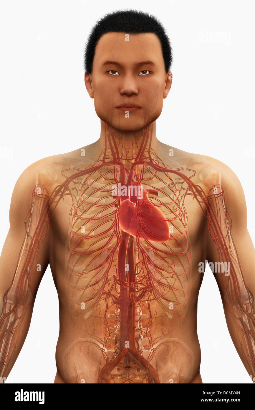 Anatomical model showing the cardiovascular system including the human