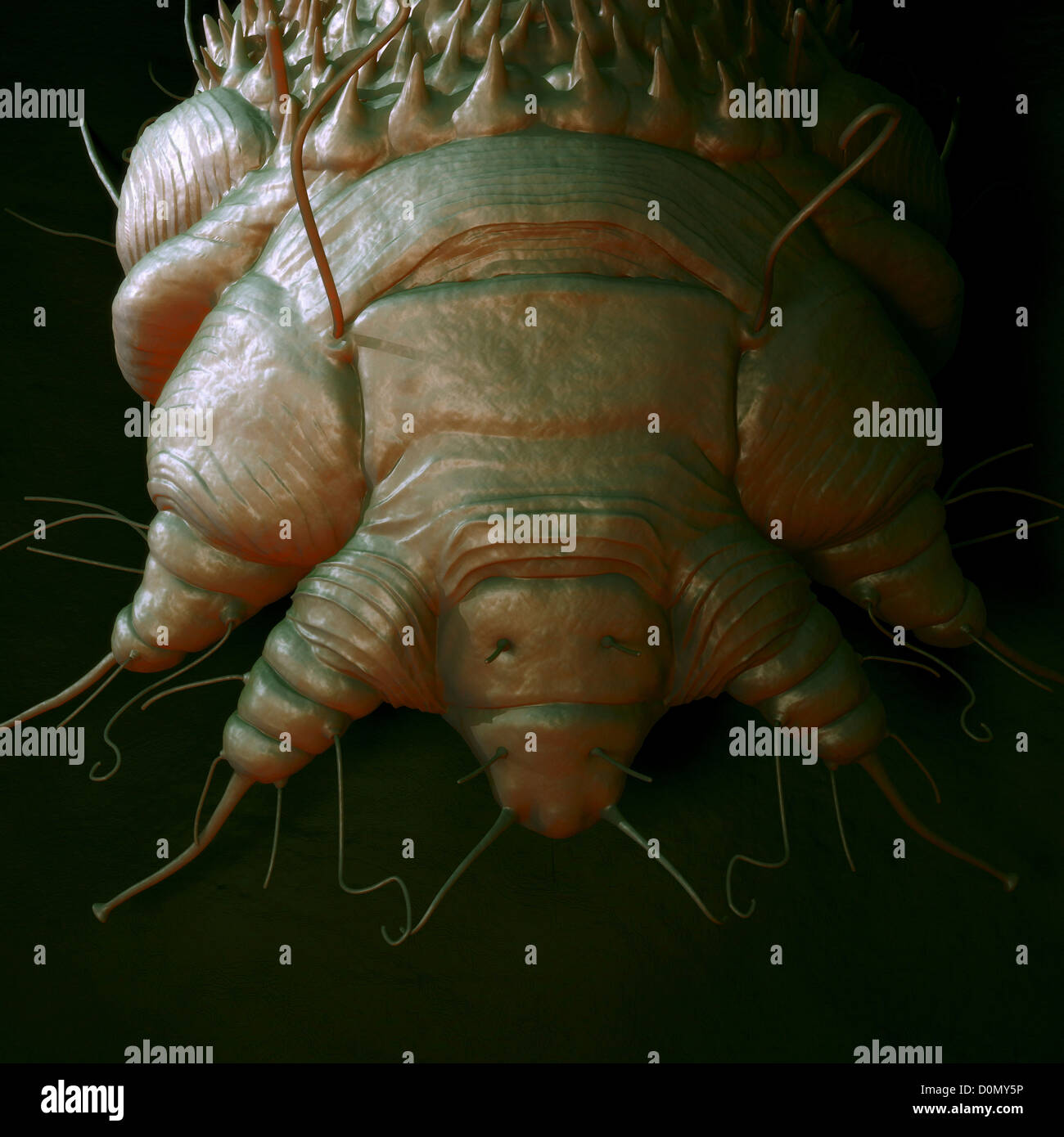 A Close Up View Of The Cause Of Scabies The Mite Sarcoptes Scabiei Stock Photo Alamy