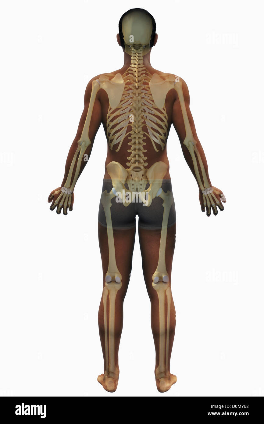 A rear view of a male figure of African ethnicity showing the anatomy of the skeletal system. Stock Photo