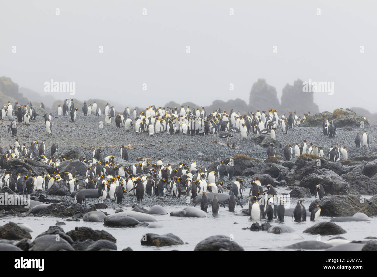 King penguin  colony (Aptenodytes patagonicus) in Macquarie island - Tasmania - Australia Stock Photo