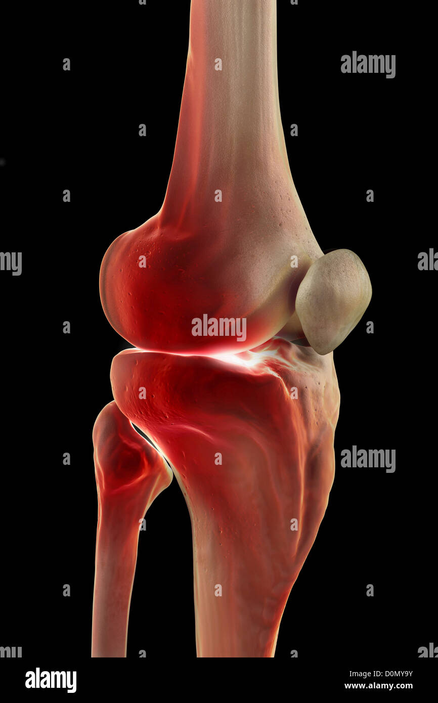 Model showing the human knee joint and its connecting bones Stock Photo ...