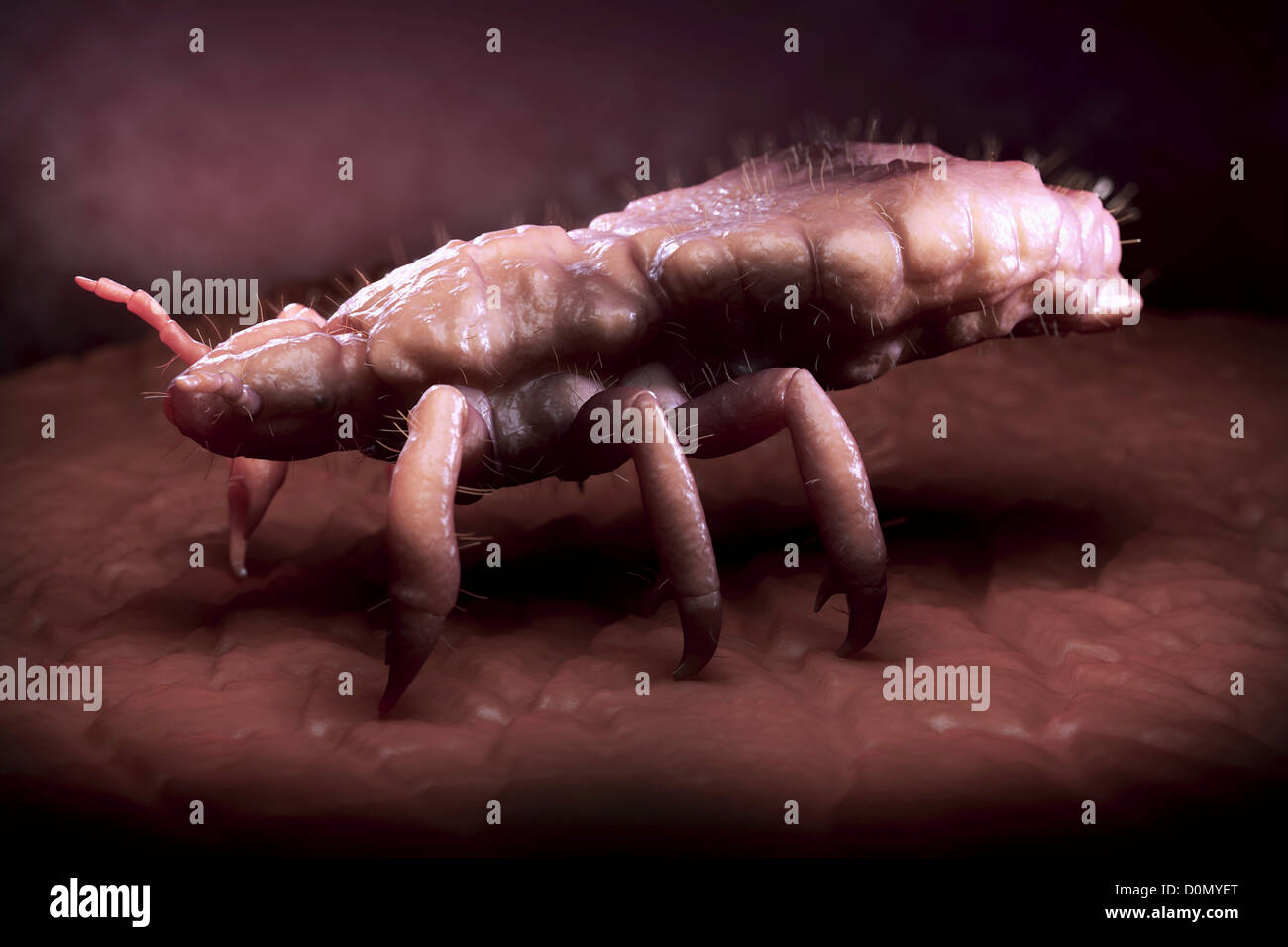 A close up view of a single head louse. Stock Photo