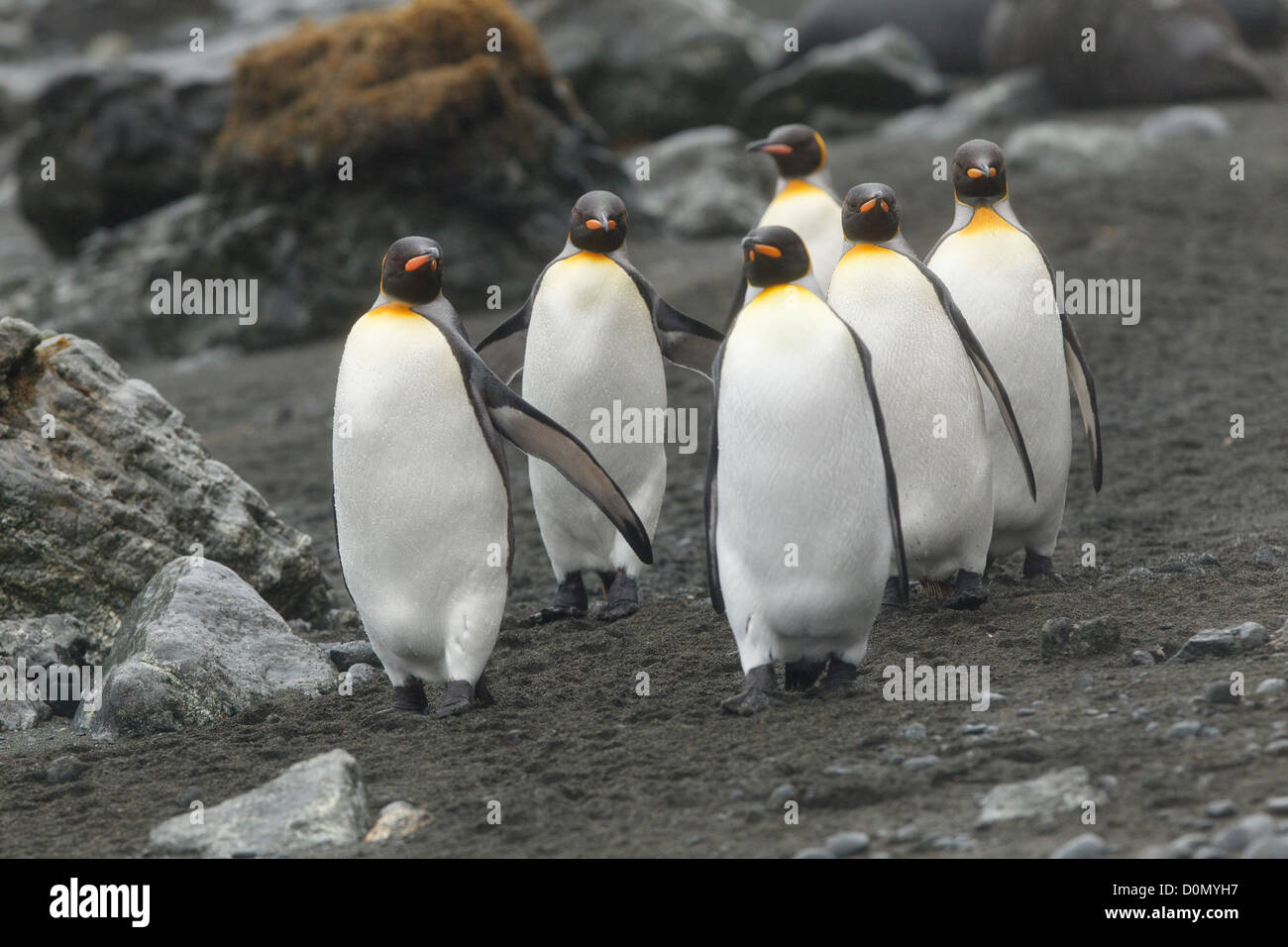Six King penguin adult (Aptenodytes patagonicus) in Macquarie island - Tasmania - Australia Stock Photo