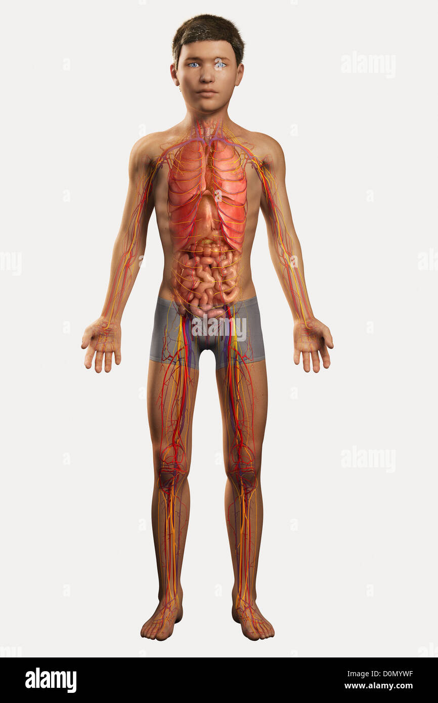 Digital illustration of a pre-adolescent male child showing the structure of the internal organs. Stock Photo