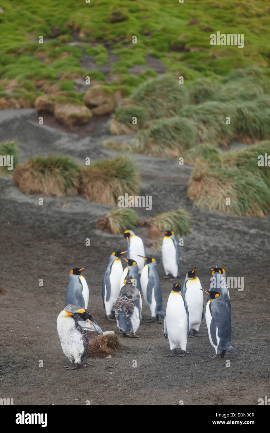 King penguin group (Aptenodytes patagonicus) in Macquarie island - Tasmania - Australia Stock Photo