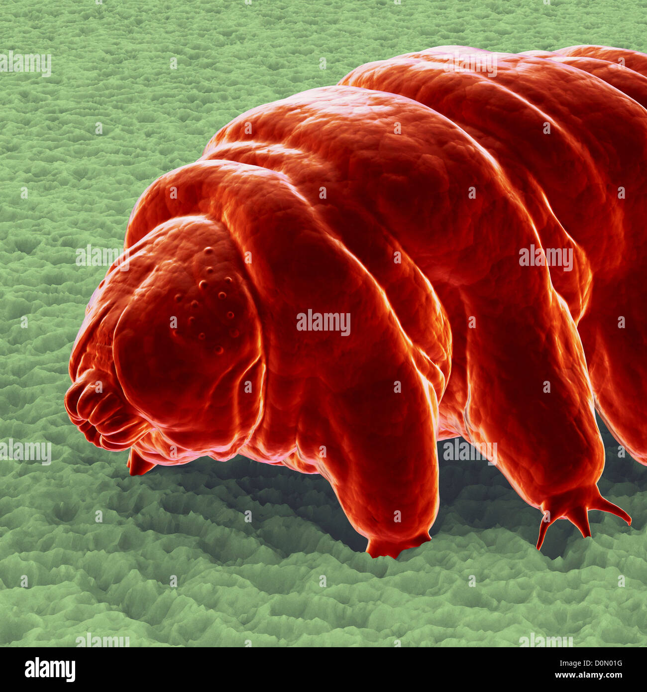Diagram of a Water Bear (Tardigardes) which is a polyextremophile Stock