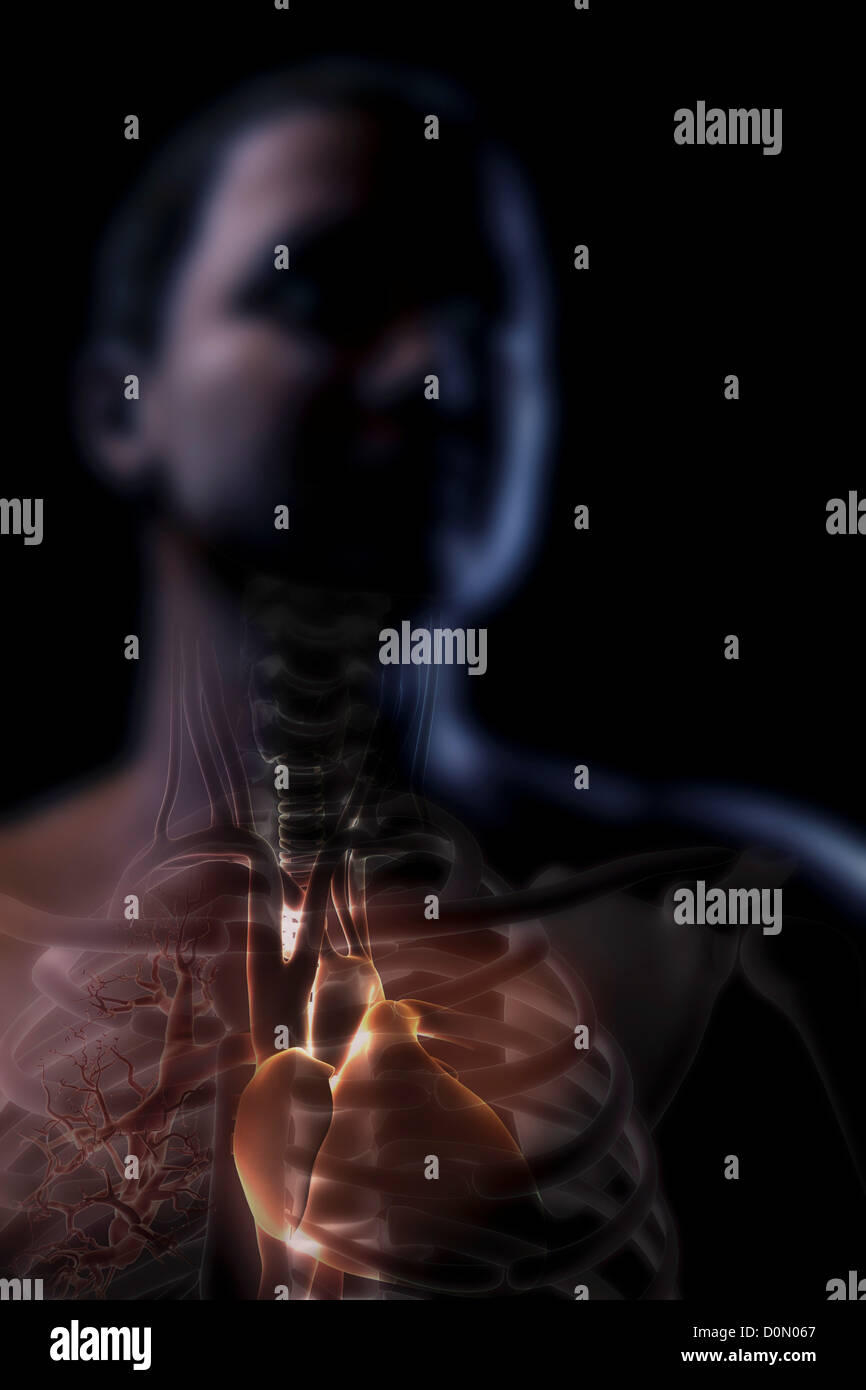 Anatomy Of Upper Body Organs