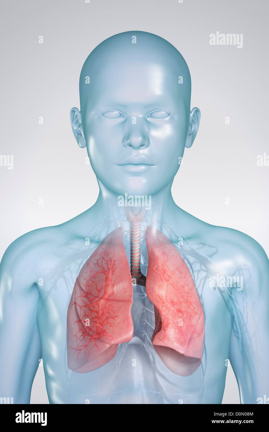 Anatomical model of a child showing the respiratory system. Stock Photo