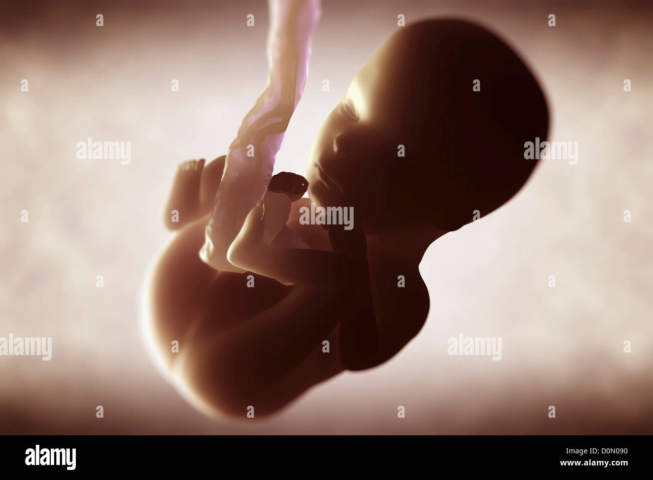 Digital Illustration of a fetus (Week 15) growing inside the uterus. Stock Photo