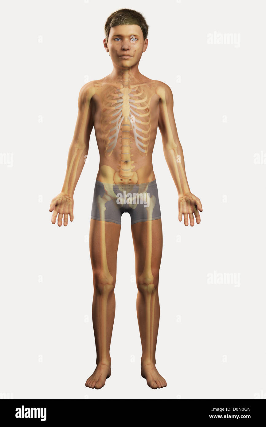 Digital illustration of a pre-adolescent male child with the bones of the skeleton system visible within the body. Stock Photo