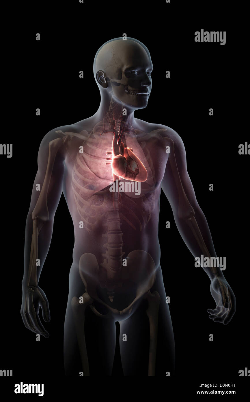 Position Of Heart In Body - Photos Idea