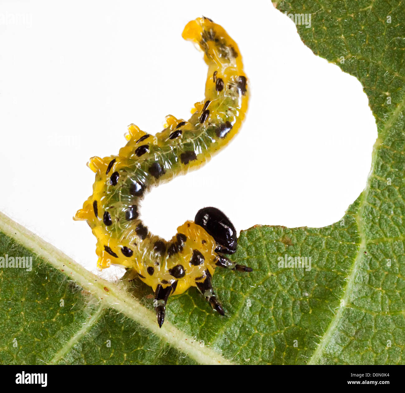 Sawfly larva caterpillar Tenthredinidae family, Craesus septentrionalis, feeding on hazel tree leaves, UK Stock Photo