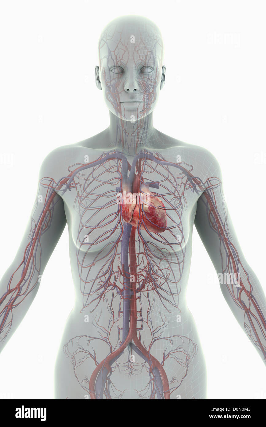 A stylized female figure with a wire frame appearance with the heart ...