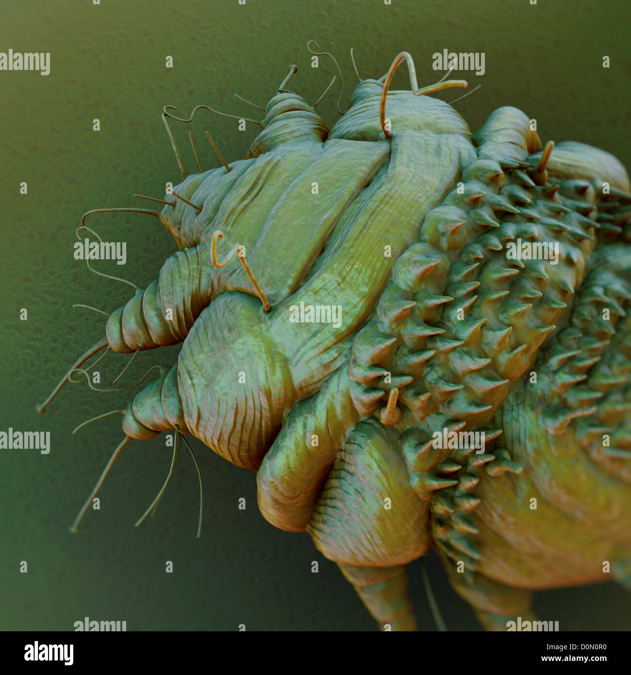 A close up view of the cause of scabies the mite Sarcoptes scabiei
