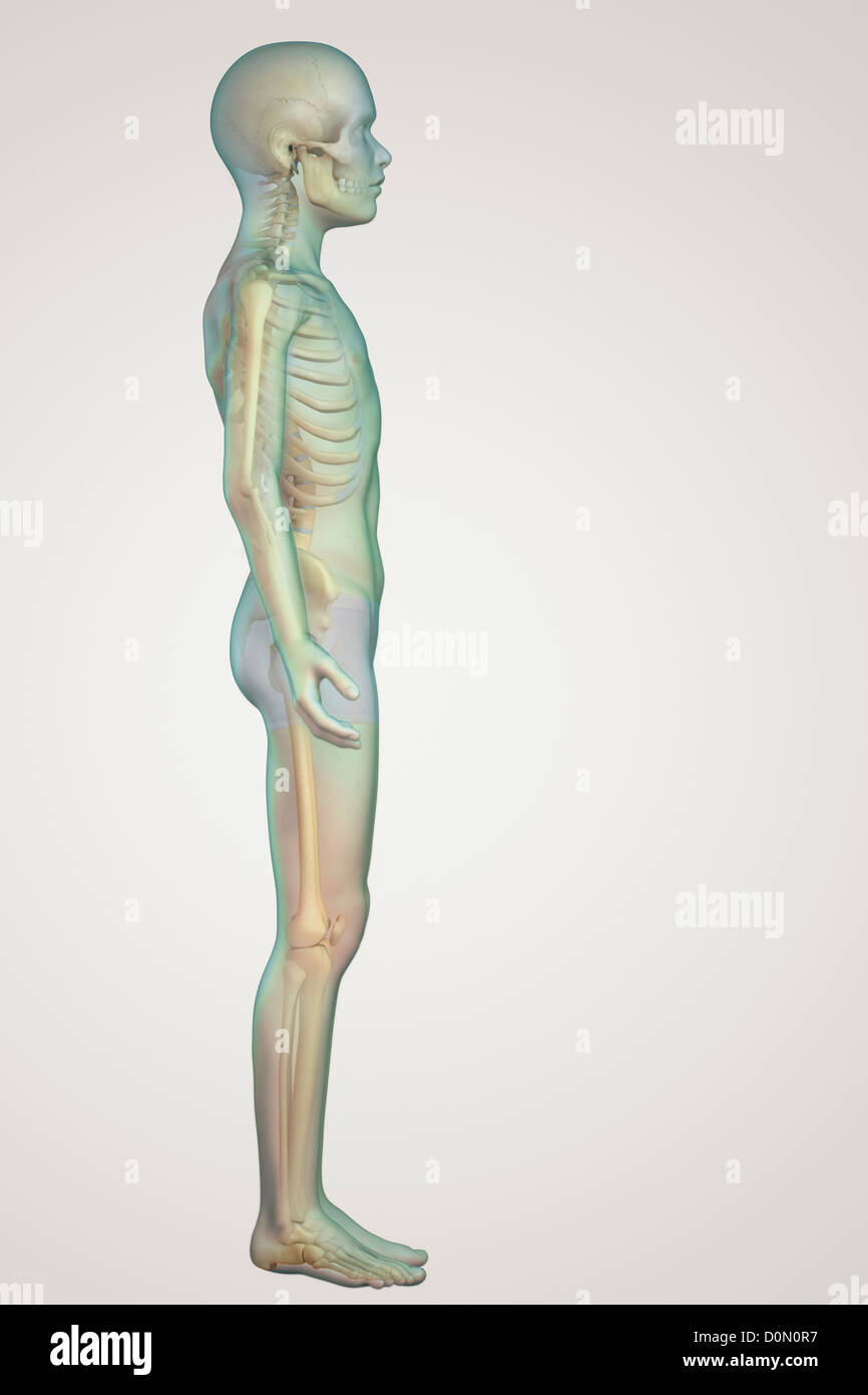 Anatomical model of a child showing skeletal system. Stock Photo