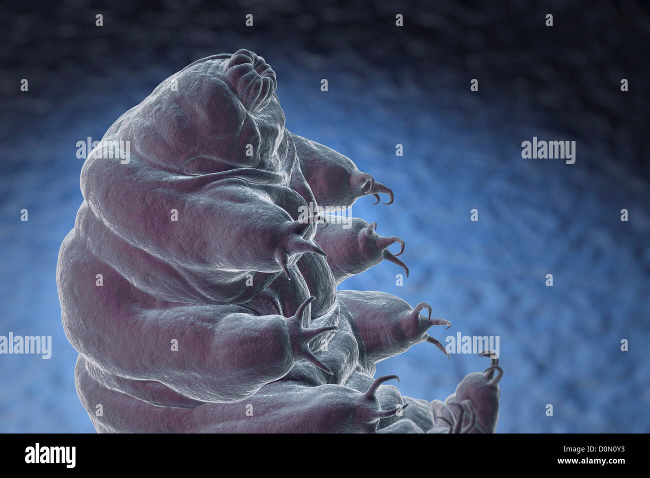 Diagram of a Water Bear (Tardigardes) which is a polyextremophile Stock