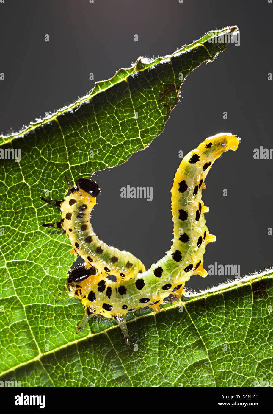 Sawfly larvae caterpillars, Tenthredinidae family, Craesus septentrionalis, feeding on hazel tree leaves, UK Stock Photo