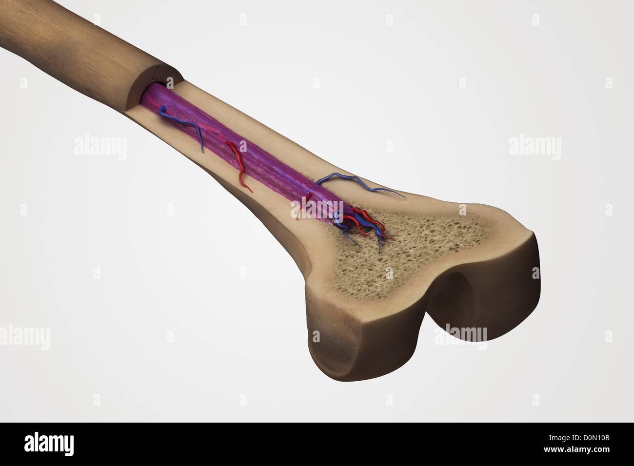 Cross section of a femur bone showing the anatomical structure including cancellous bone and marrow. Stock Photo
