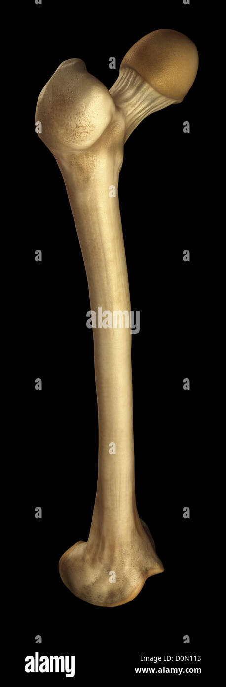 Model of the right femur bone Stock Photo - Alamy
