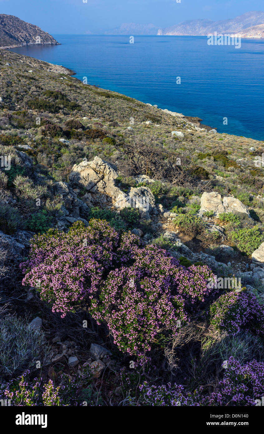 Flowering purple heather, Kalymnos, Greece Stock Photo
