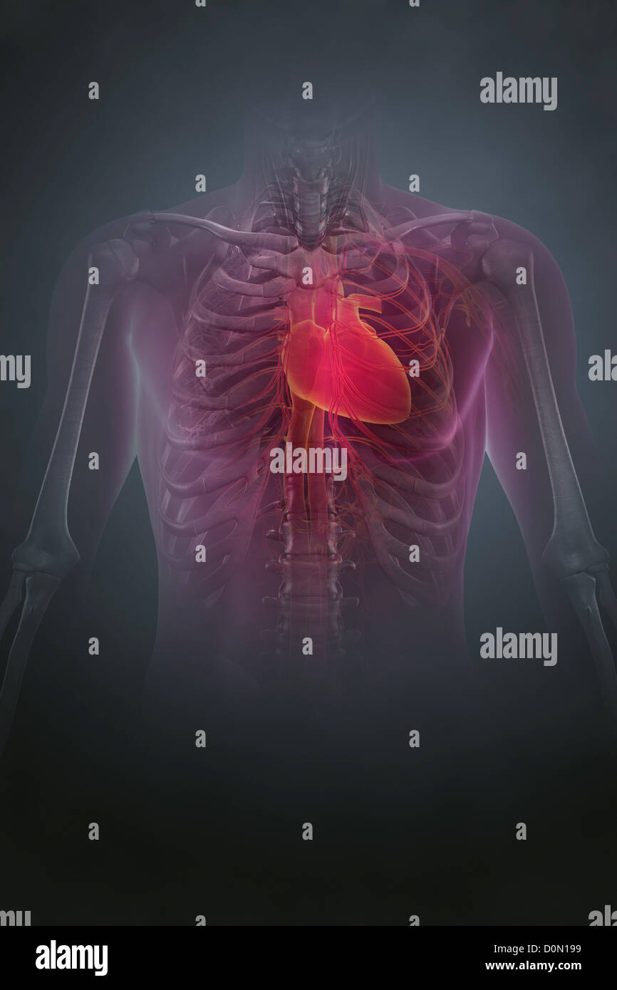 Anatomical model showing the human heart located in the rib cage. Stock Photo